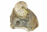 Cretaceous Fossil Ammonite (Jeletzkytes) - South Dakota #189333-1
